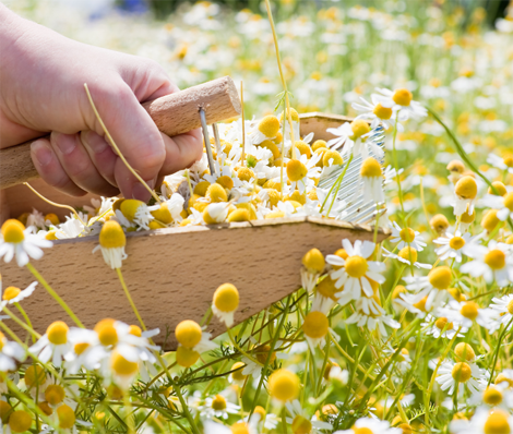 Kamill Q10 Anti Age Hand and Nail Cream 75 ml